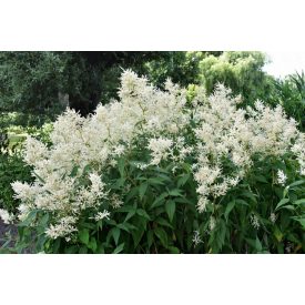 Astilbe japonica 'Deutschland'-Tollbuga