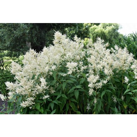 Astilbe japonica 'Deutschland'-Tollbuga
