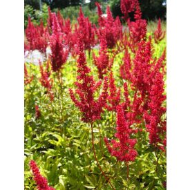 Astilbe x rosea 'Paul Gaarder'-Tollbuga