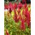 Astilbe x rosea 'Paul Gaarder'-Tollbuga