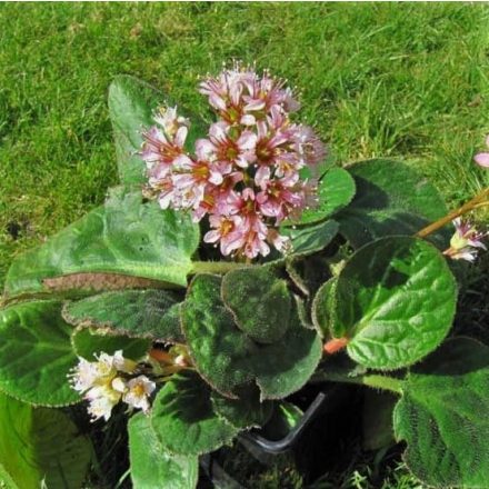 Bergenia ciliata 'Dumbo'-Nyelves bőrlevél