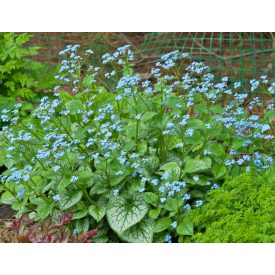 Brunnera macrophylla Jack of Diamonds-kaukázusi nefelejcs