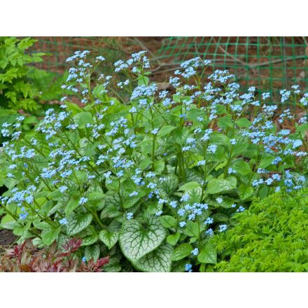 Brunnera macrophylla Jack of Diamonds-kaukázusi nefelejcs