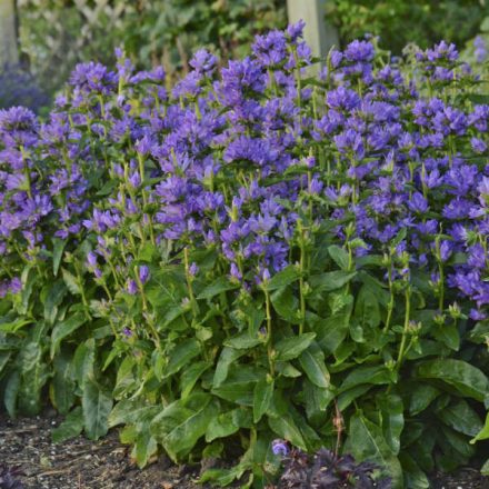 Campanula glomerata 'Freya'-Csomós harangvirág