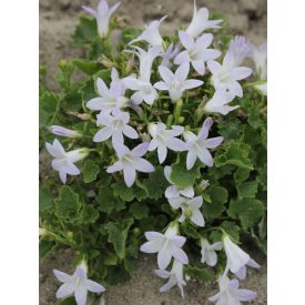 Campanula portenschlagiana Lieselotte-Dalmát harangvirág