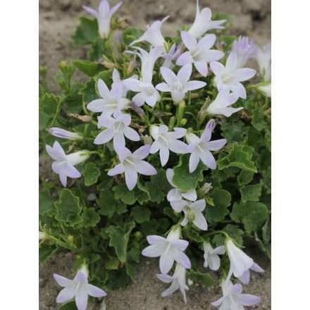 Campanula portenschlagiana Lieselotte-Dalmát harangvirág