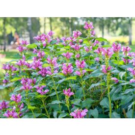 Chelone obliqua-Csinos gerlefej