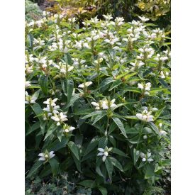 Chelone obliqua 'Alba'-Csinos gerlefej (fehér)