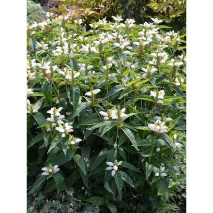 Chelone obliqua 'Alba'-Csinos gerlefej (fehér)