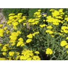 Achillea mill. 'Little Moonshine'-Cickafark