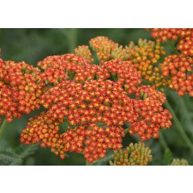 Achillea mill. Sassy Summer 'Sunset'-Cickafark