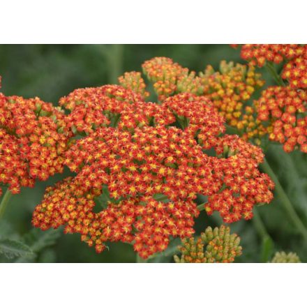 Achillea mill. Sassy Summer 'Sunset'-Cickafark