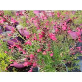   Salvia greggii x jam. 'Arctic Fuchsia'-Őszi zsálya