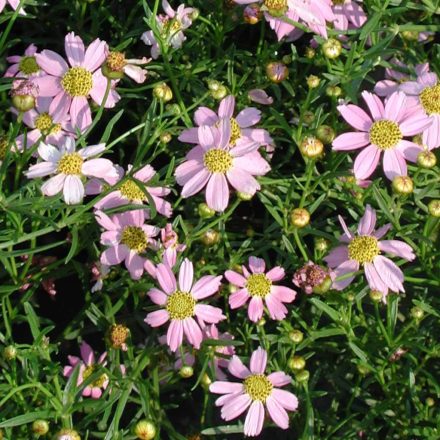 Coreopsis rosea 'American Dream'-Menyecskeszem