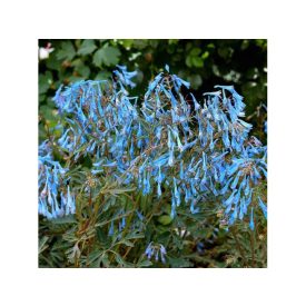 Corydalis 'Porcelain Blue'-Keltike