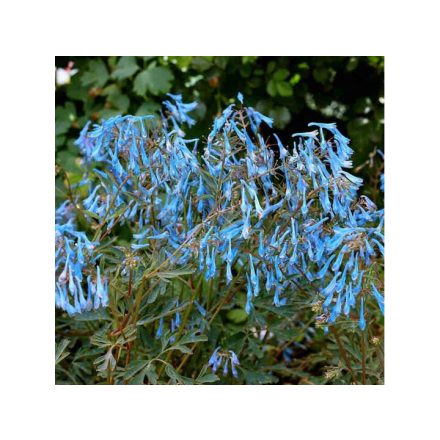 Corydalis 'Porcelain Blue'-Keltike
