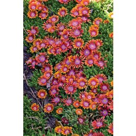 Delosperma 'Fire Spinner'-Kristályvirág