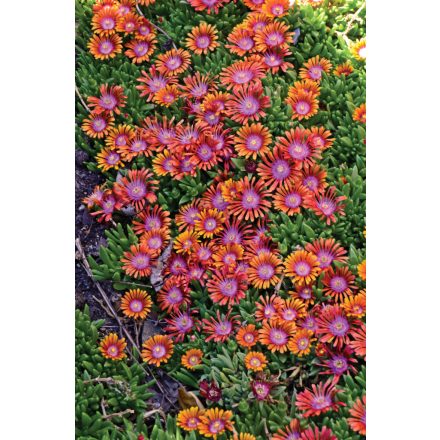 Delosperma 'Fire Spinner'-Kristályvirág