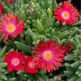 Delosperma SUNDELLA 'Red'-Kristályvirág