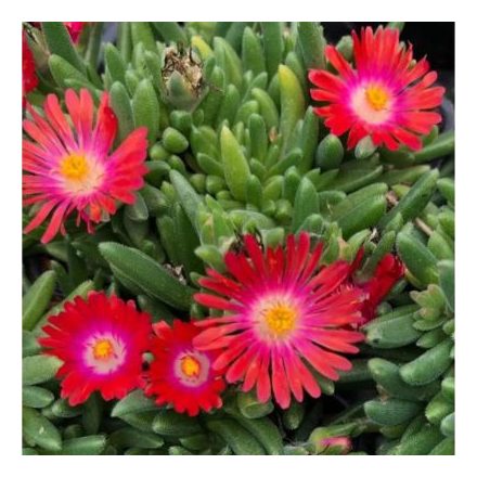 Delosperma SUNDELLA 'Red'-Kristályvirág