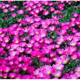 Delosperma sutherlandii-Kristályvirág