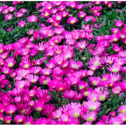 Delosperma sutherlandii-Kristályvirág