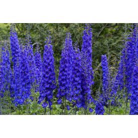 Delphinium 'Faust'-Évelő szarkaláb