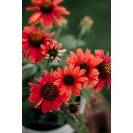 Echinacea 'Hot Summer Improved'-Kasvirág