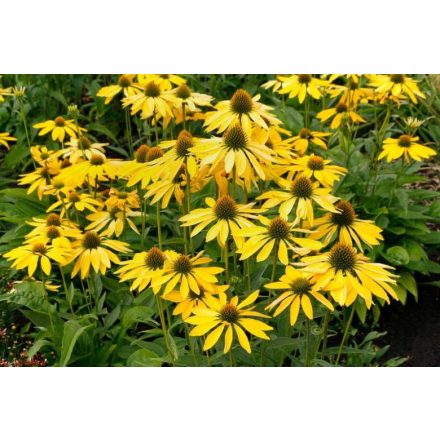 Echinacea 'Leilani'-Kasvirág
