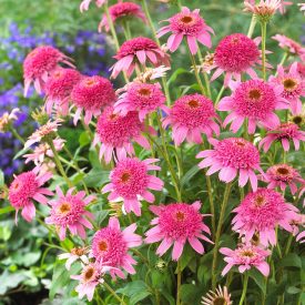 Echinacea purpurea Pink Double Deli.-kasvirág