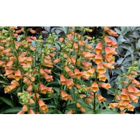 Digitalis 'Goldcrest'-Nagyvirágú gyűszűvirág