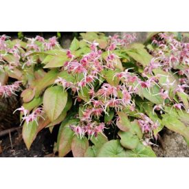 Epimedium 'Pretty in Pink'-Tündérvirág