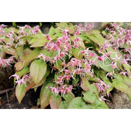 Epimedium 'Pretty in Pink'-Tündérvirág