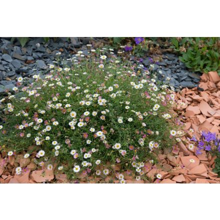 Erigeron karvinskianus-Küllőrojt