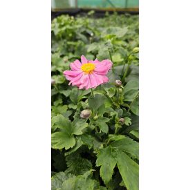   Eriocapitella hupehensis. 'Pretty L. Emily-Szellőrózsa