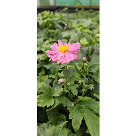 Eriocapitella hupehensis. 'Pretty L. Emily-Szellőrózsa