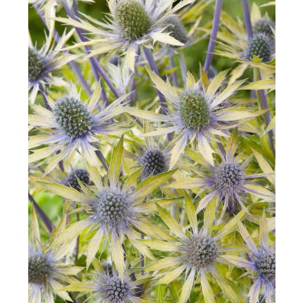 Eryngium x zabelii 'Neptune's Gold'-Iringó