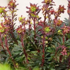 Euphorbia amygdaloides 'Purpurea'-Erdei kutyatej