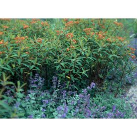 Euphorbia griffithii 'Dixter'-Kutyatej