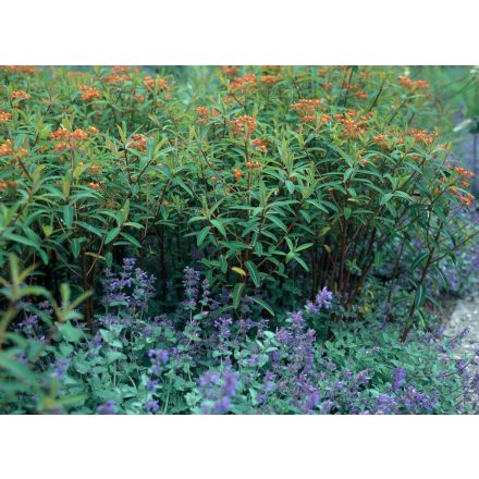 Euphorbia griffithii 'Dixter'-Kutyatej