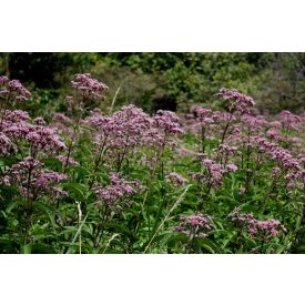 Eutrochium maculatum 'Humble'-Sédkender