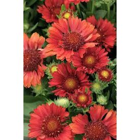   Gaillardia aristata 'Sunset Celebration'-Kokárdavirág