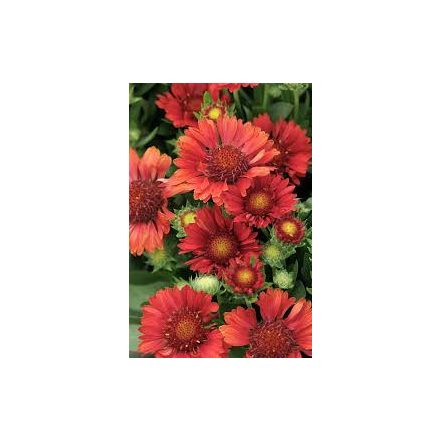 Gaillardia aristata 'Sunset Celebration'-Kokárdavirág