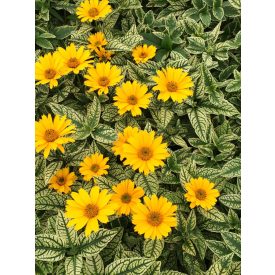   Heliopsis hel. 'Loraine sunshine'-Tarka levelű napszemvirág