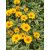 Heliopsis hel. 'Loraine sunshine'-Tarka levelű napszemvirág