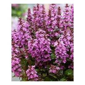 Ajuga reptans 'Midnight Mystery'-Indás infű