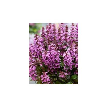 Ajuga reptans 'Midnight Mystery'-Indás infű