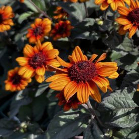 Heliopsis hel. var. sca. 'Luna Roja'-Napszemvirág