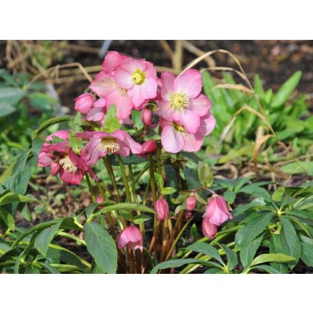 Helleborus 'Rosemary'-Hunyor