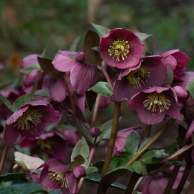 Helleborus FROSTKISS Pippa's Purple-hunyor